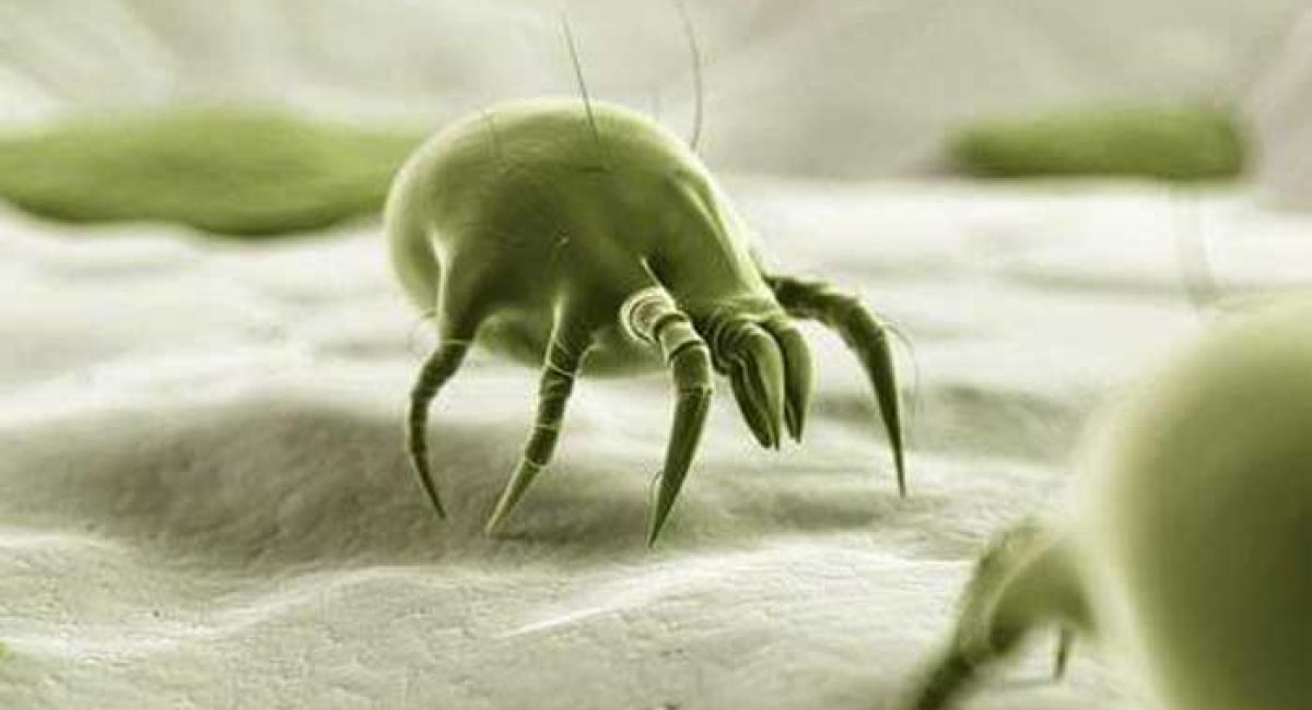 dust-mites-facts-information